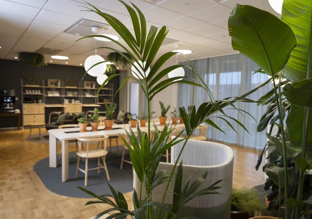 Öppen touchdown yta med mycket gröna växter