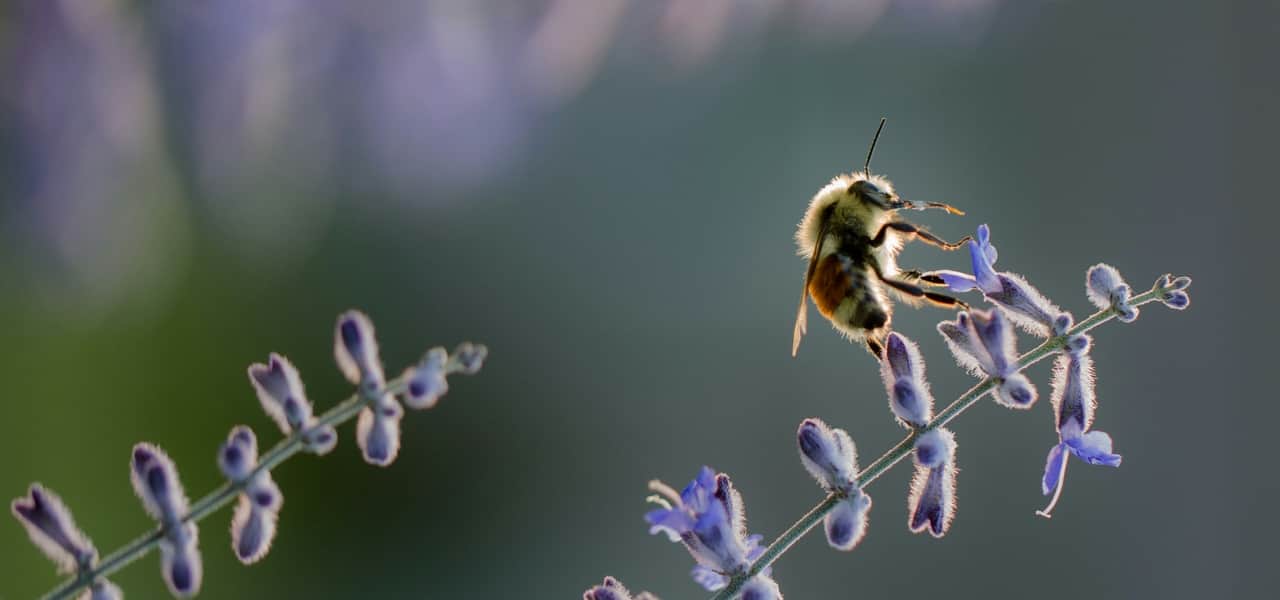 Ett bi som samlar nektar.