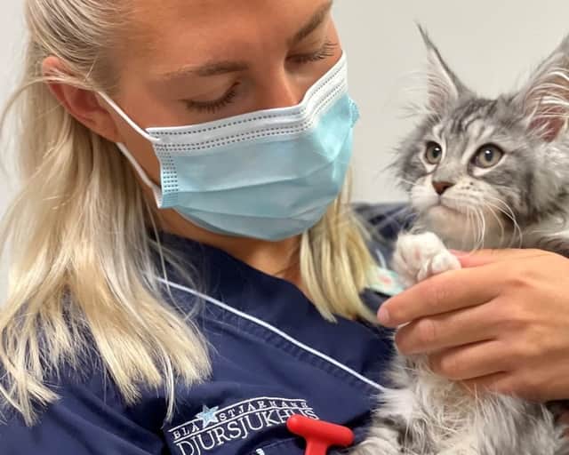 Veterinär med katt.