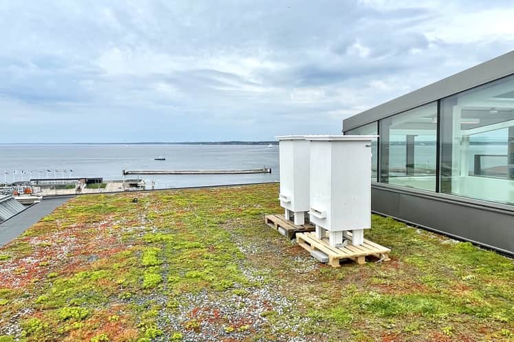 Två bikupor på ett tak.