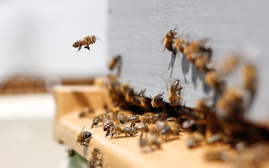 N&auml;rbild p&aring; bin.